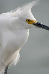 Bad Hair Day Egret Series