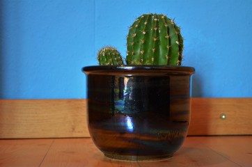 green cactus in a flowerpot at home
