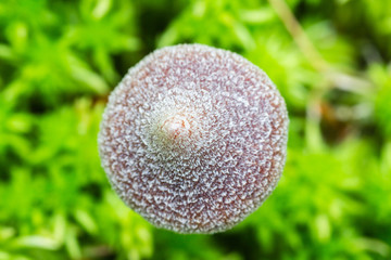 Cortinarius paleiferus mushroom hat from above