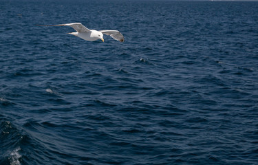 Istanbul gulls flying over marmara sea