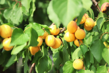 Delicious apricots on branch in garden