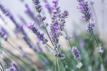 Beautiful blooming lavender outdoors, closeup