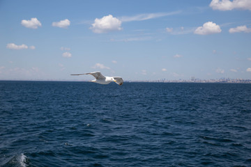 Seagull (Martı) from Steamboat (Vapur) Istanbul
