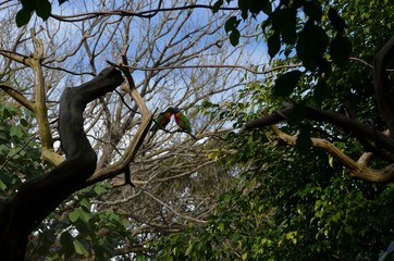 Two rainbow lorikeet birds on a branch kissing