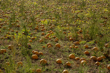 Reife K&uuml;rbisse am Feld