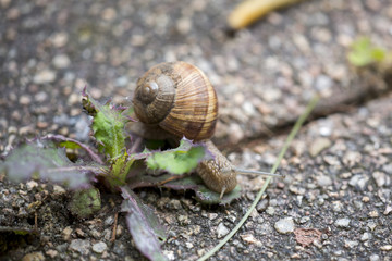 Weinbergschnecke