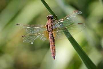 Libelle, Kleinlibelle, Prachtlibelle, Odonata, Odonatoptera, Insekten 