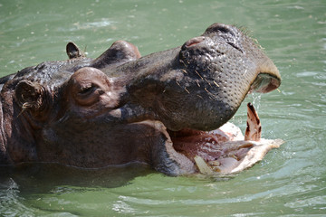 River Hippopotamus in the Water with its Mouth Open