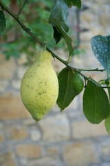 When Life Hands You a Lemon