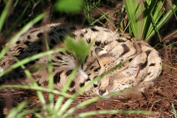 Napping, Cat Series