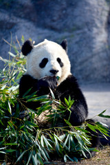 Fototapeta premium Giant Panda Bear Eating Bamboo Leaves