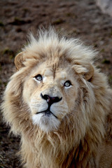 White Lion Looking Up