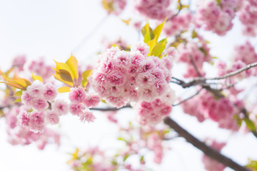 Soft focus Cherry Blossom or Sakura flower full boom on nature background