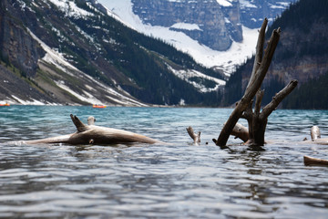Driftwood in a Lake Surrounded by Mountains