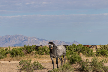 Wild Horse with a Funny Expression