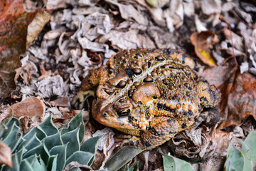 Brown Toad in Dead Leaves on the Ground