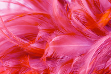 Beautiful Bird and chicken feather texture abstract background, soft focus
