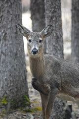 White Tailed Deer Looking at You in a Forest