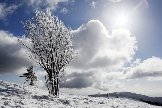Alsace. The Vosges. The high Rhine. The Large Balloon of Alsace in winter. Landscapes during the rise with the large balloon. Cold trees.