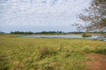 Beautiful image of the Brazilian wetland, region rich in fauna and flora.