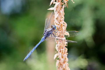 Libelle, Kleinlibelle, Prachtlibelle, Odonata, Odonatoptera, Insekten 