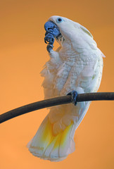 A white umbrella cockatoo bird (cacatua alba)