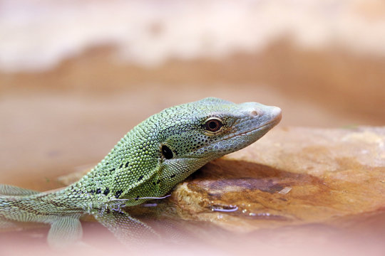 Reptile. Close-up on a green monitor (Varanus prasinus).