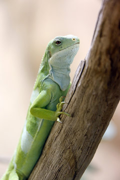Reptile. Close-up on an iguana of the Fiji (Brachylophus fasciatus).