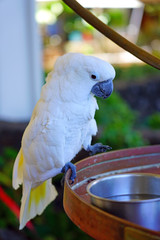 A white umbrella cockatoo bird (cacatua alba)