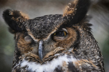 Close Up of a Great Horned Owl with Pne Eye Open