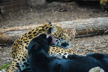 Black Jaguar Grooming a Yellow Jaguar