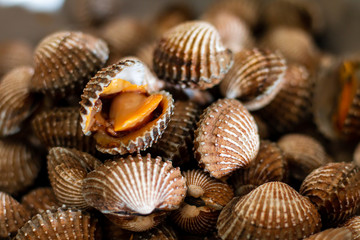 Fresh cockle in the market at Thailand