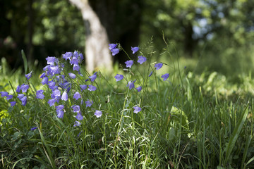 Violette Wildblumen