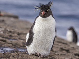 Rockhopper Penguin on Bleaker Island, Falklands