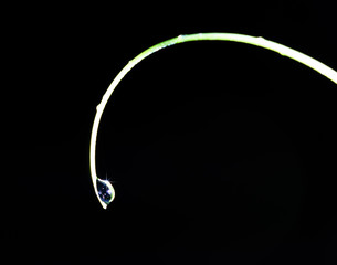 Closeup water drops on the green grass