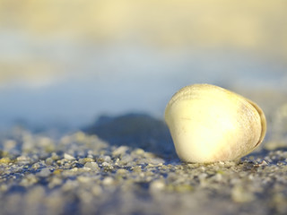 Clam macro at beach at sunrise during low tide