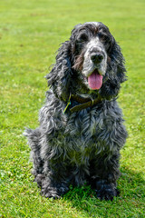 Cocker