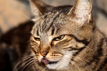 Portrait einer Katze 