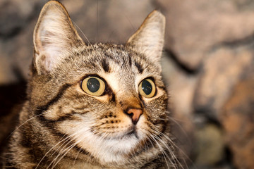 Portrait einer Katze 