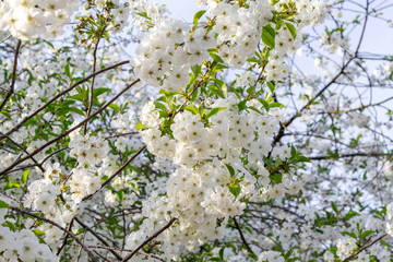 Spring, cherry blossom, blue sky.