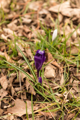 Crocus
