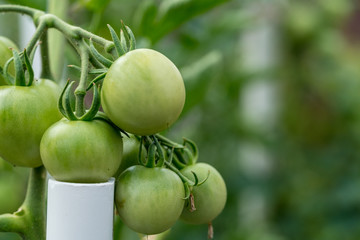 Organic growing tomatoes in a garden
