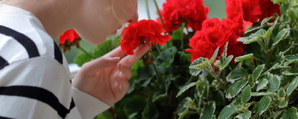 Młoda dziewczyna (widoczna część twarzy i pasiasty sweterek) podtrzymuje dłonią pięknie kwitnąće pąki czerwonych pelargonii, wącha je, obfite kwiaty, zielone dorodne liście - obrazy, fototapety, plakaty