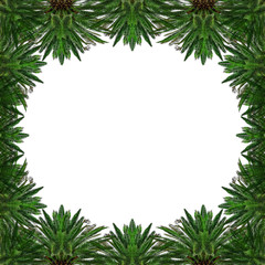 Fototapeta na wymiar Tropical palm trees in the form of a background or frame on white.