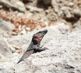 Gran-Canaria-Rieseneidechse, Kanareneidechse, Gekko 