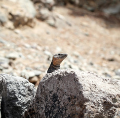 Gran-Canaria-Rieseneidechse, Kanareneidechse, Gekko 