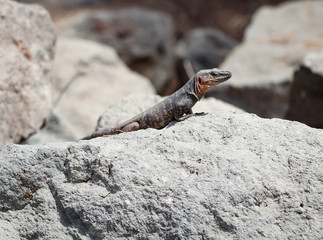 Gran-Canaria-Rieseneidechse, Kanareneidechse, Gekko 