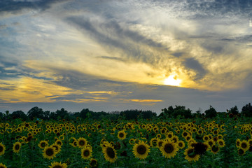Sunflower fields at sunset
