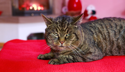 Gray Cat and a fireplace.