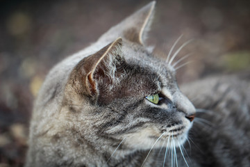 Portrait einer Katze 